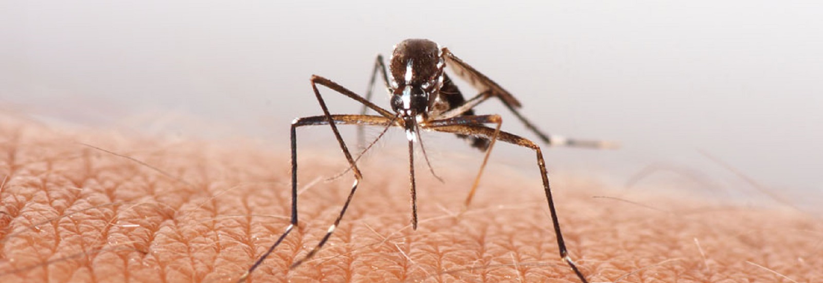 dengue-mosquito