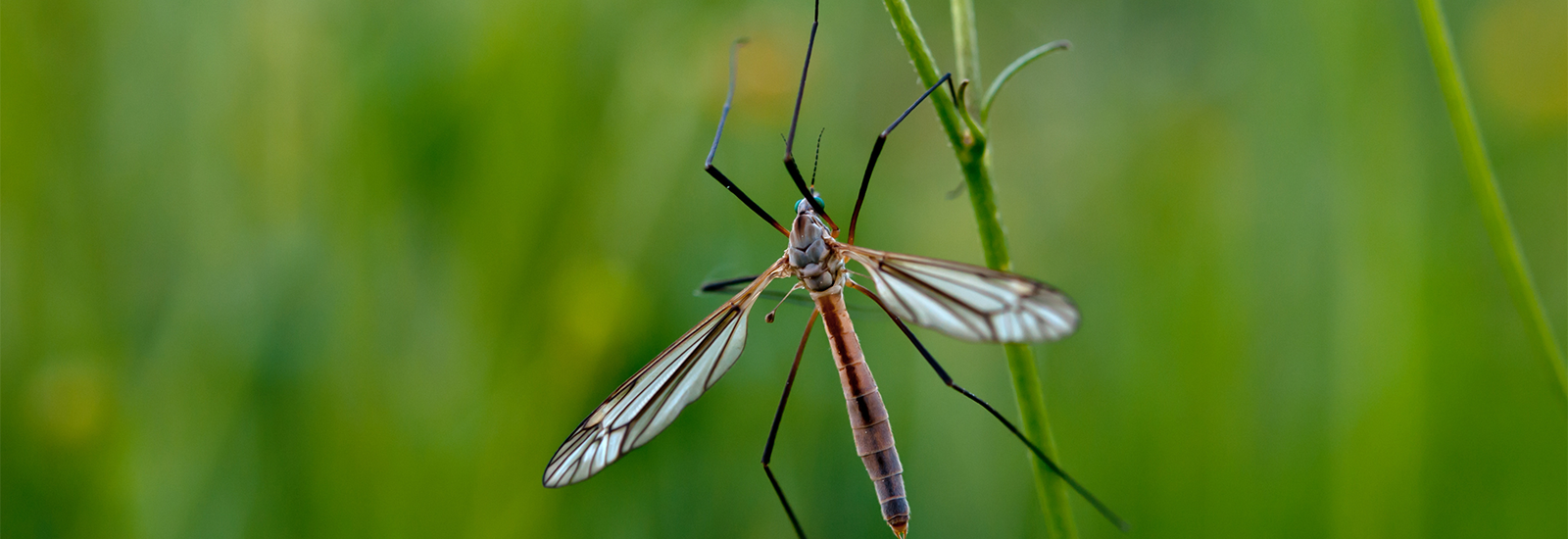 Mosquito