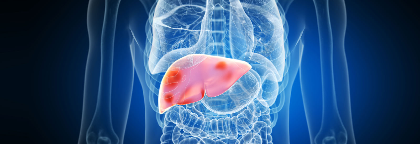 Graphic x-ray of human torso highlighting the liver