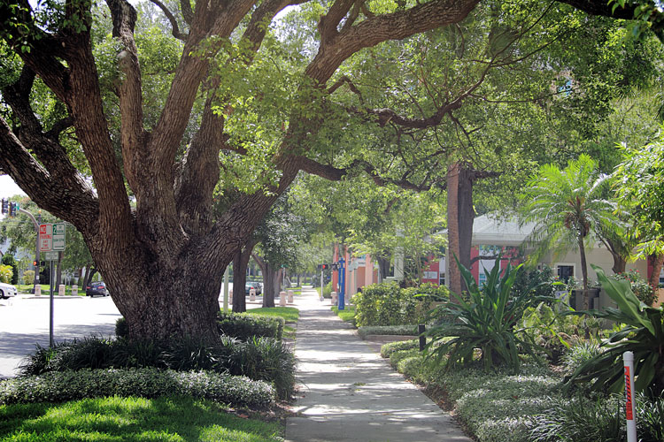 street-with-trees-750x500