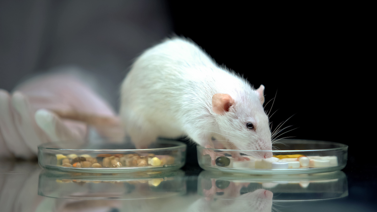 Rat Eating - Stock Picture